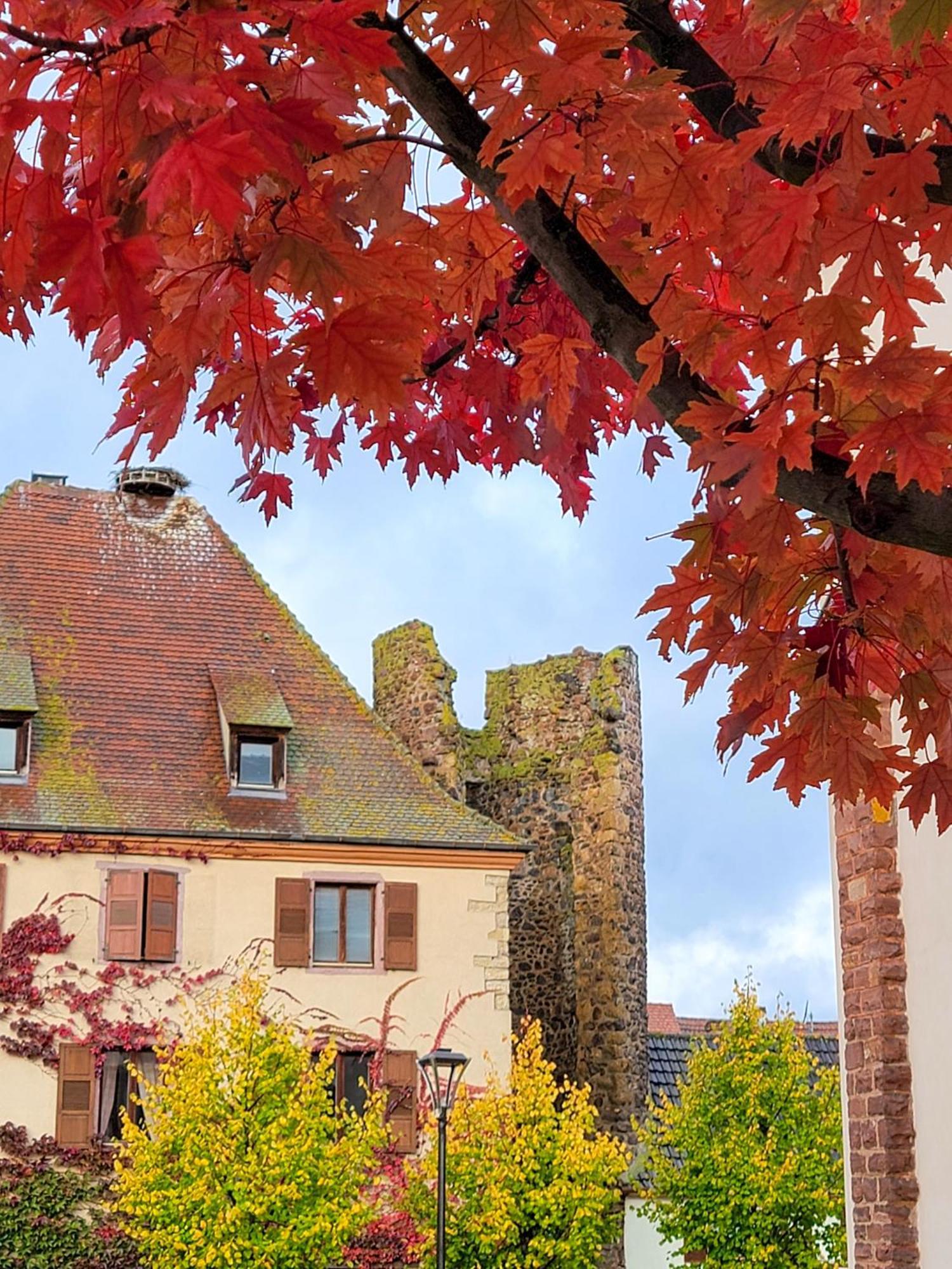 "La Vigne Dort" Cocon Romantique Herrlisheim-près-Colmar 外观 照片